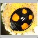 Harmonia axyridis - Asiatischer Marienkaefer 73b.jpg